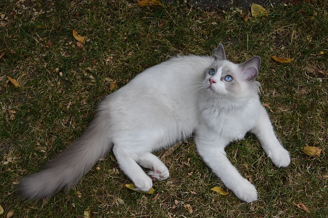 Ragdoll Cat