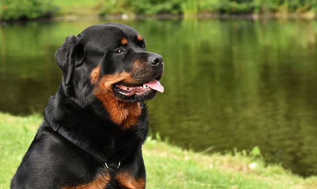 Rottweilers