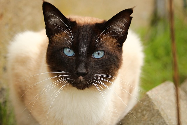 Siamese Cat