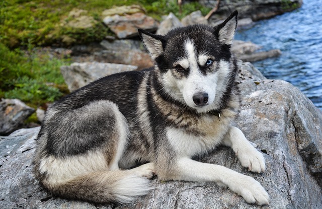 Siberian Husky