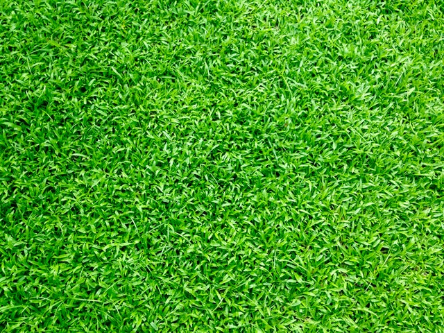 Synthetic Lawns