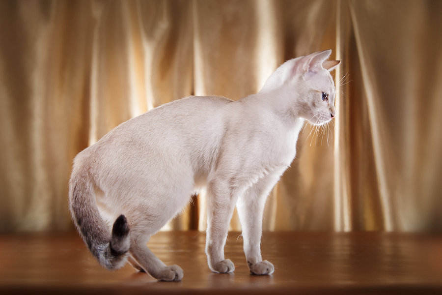 Tonkinese cat