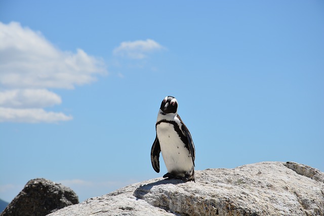 penguin melbourne
