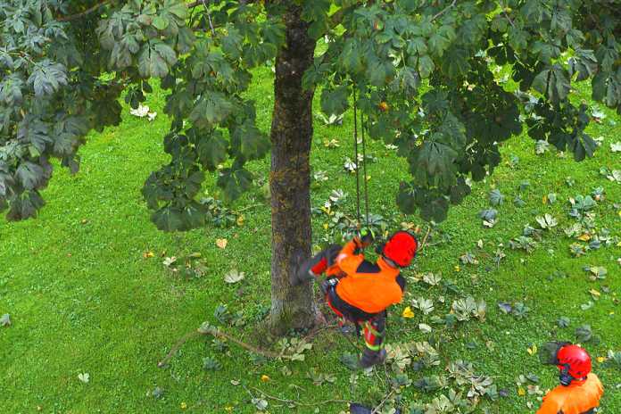 Why tree lopping treatments can be controversial for some Why tree lopping treatments can be controversial for some