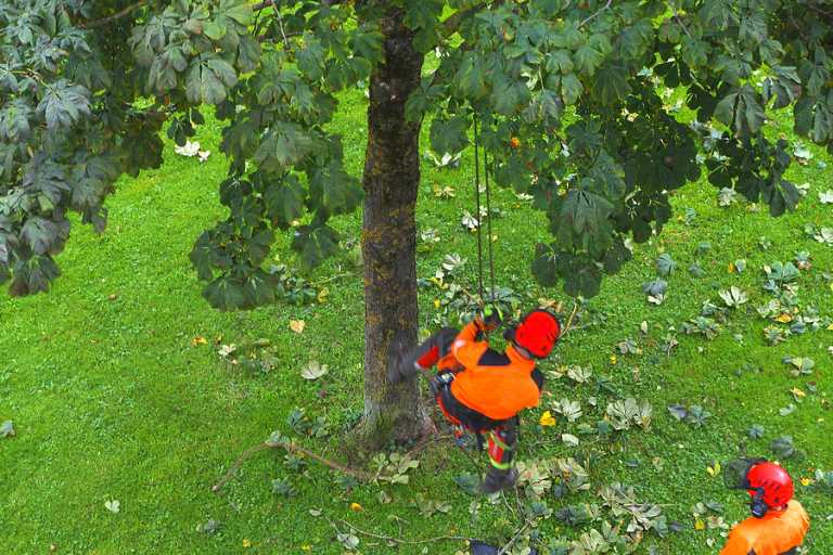 Why tree lopping treatments can be controversial for some