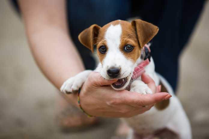 10 tips to stop a puppy biting