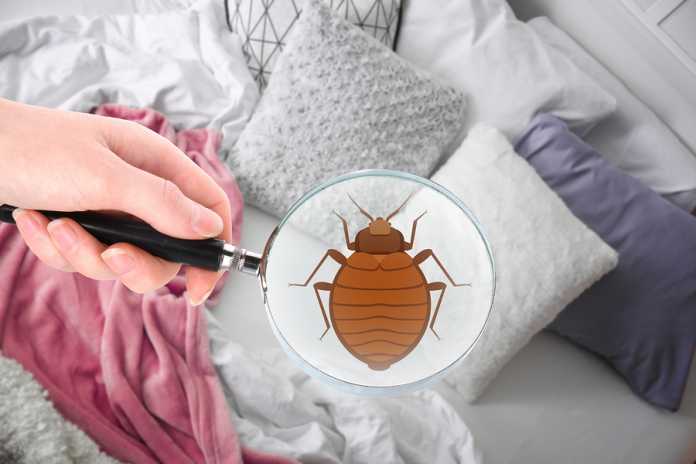 How to get rid of bed bugs How to get rid of bed bugs
