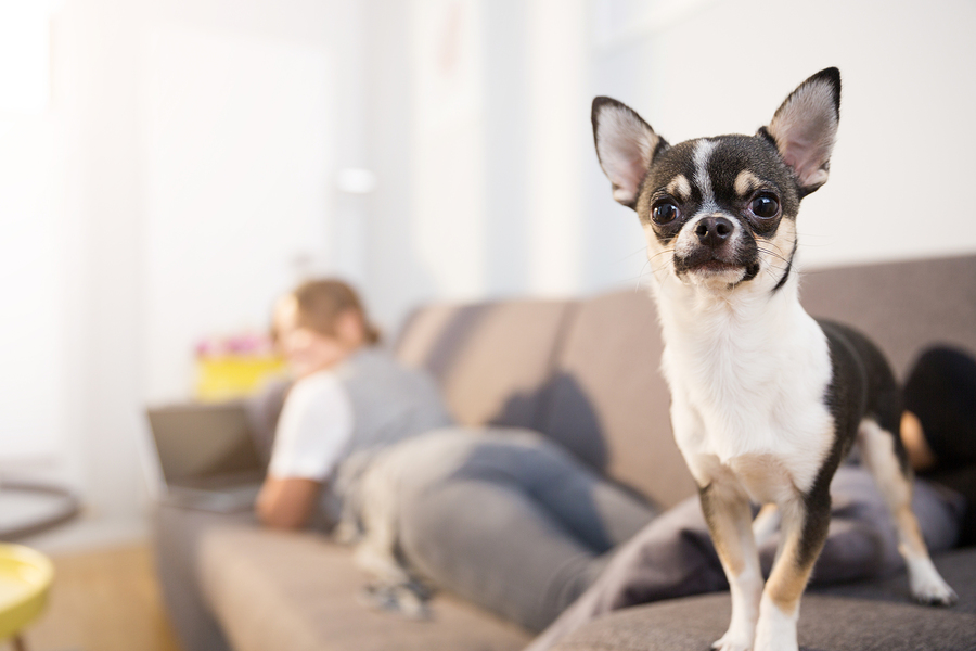 Close up portrait of small dog standing on couch with his owner using laptop on second plan.