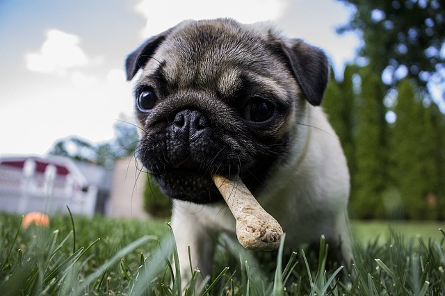 puppy eating chewable snacks