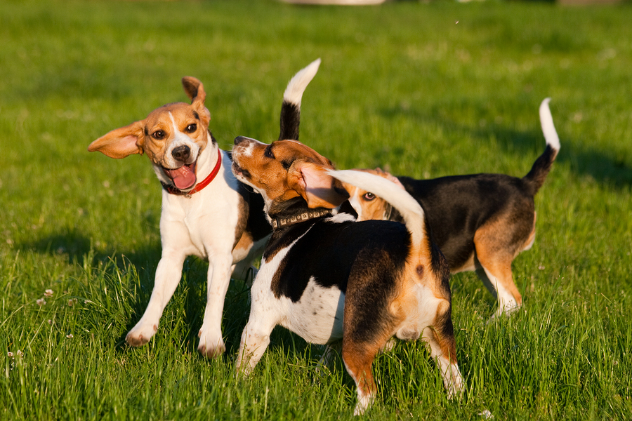 Happy beagle dogs plays in a park ** Note: Slight blurriness, best at smaller sizes