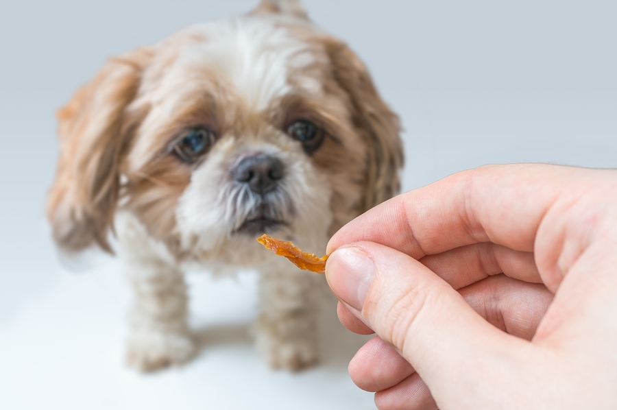 Dog training concept. Man holds treat in hand.