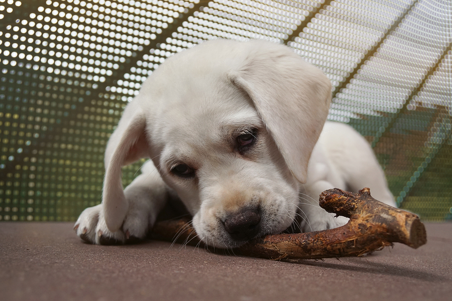 young cute labrador retriever dog puppy chews on a stick