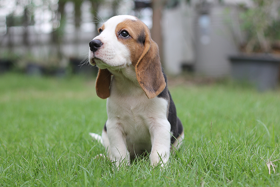 dog Beagle early in the morning at sunrise,Seven weeks old cute little beagle puppy,cute dog lying on green grass, Portrait cute dog,small cute beagle puppy dog looking up
