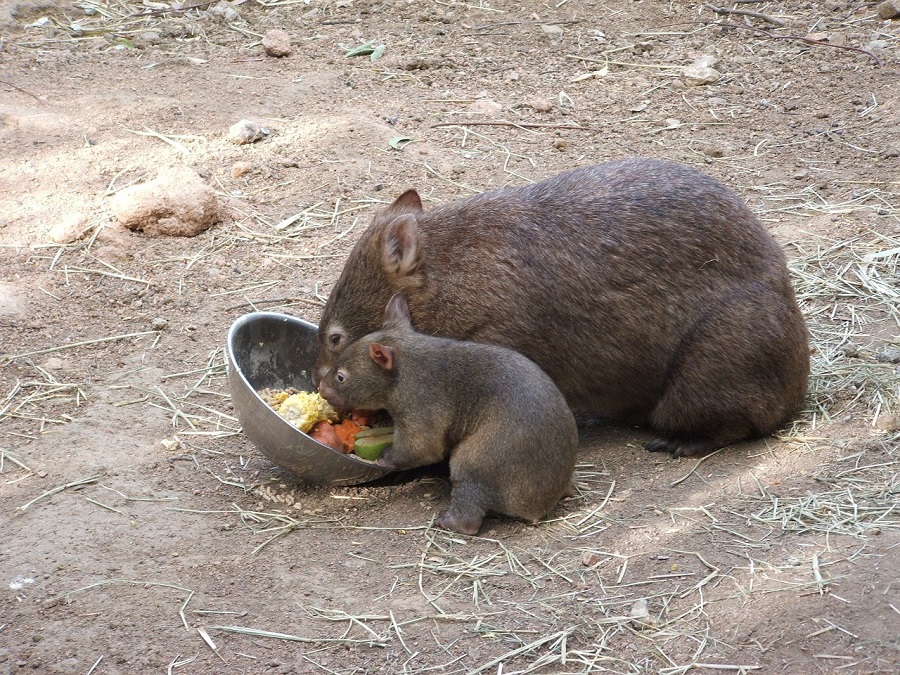 wombat protection