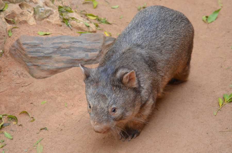 Here Are Some Fun Facts to Learn About Wombats | Best in Australia