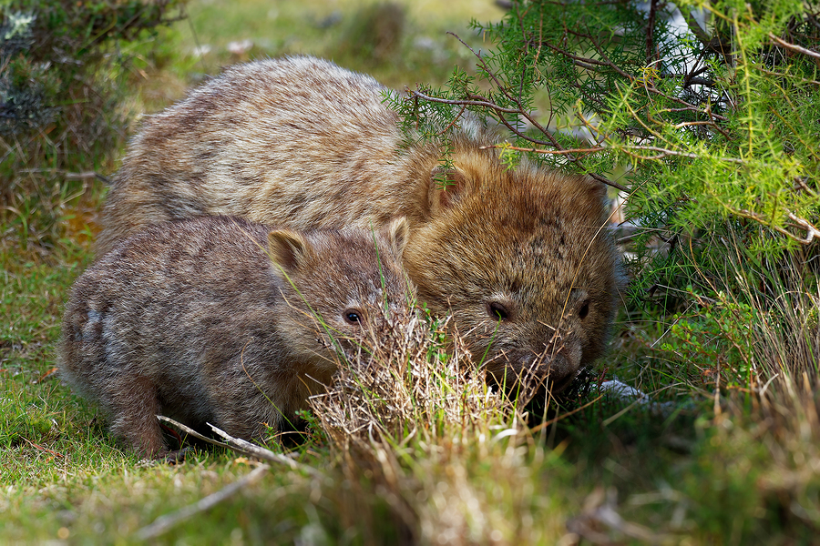 wombats