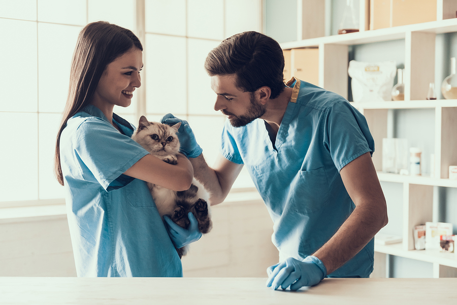 What you need to know about Woolworths pet insurance