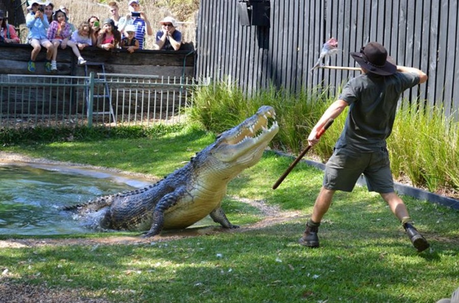 5 Best Aquariums/Zoos in Sydney - Australian Reptile Park