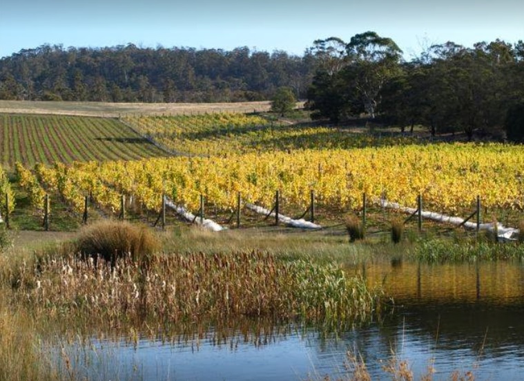 Boutique Wine Tours Tasmania