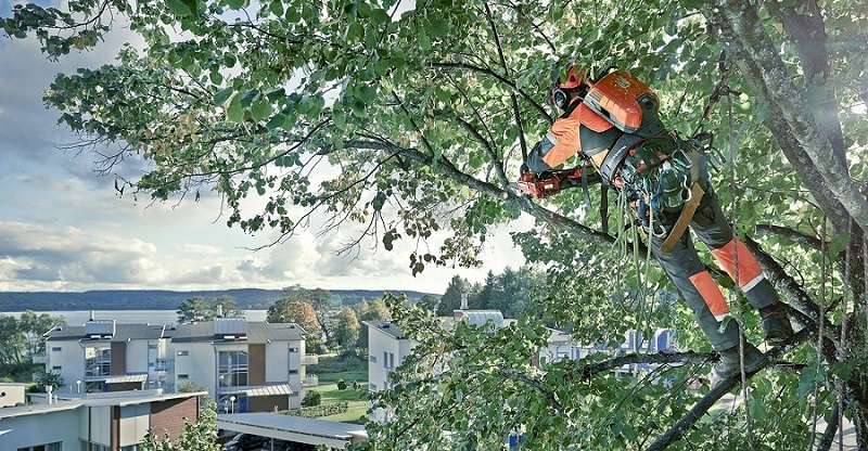 North Sydney Tree Services