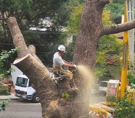 Sydney Tree Solutions