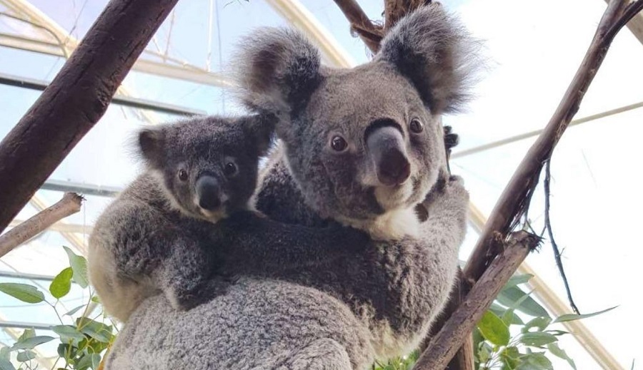 WILD LIFE Sydney Zoo