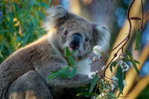 Best Aquariums and Zoos in Melbourne