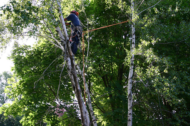 Best Arborists in Perth