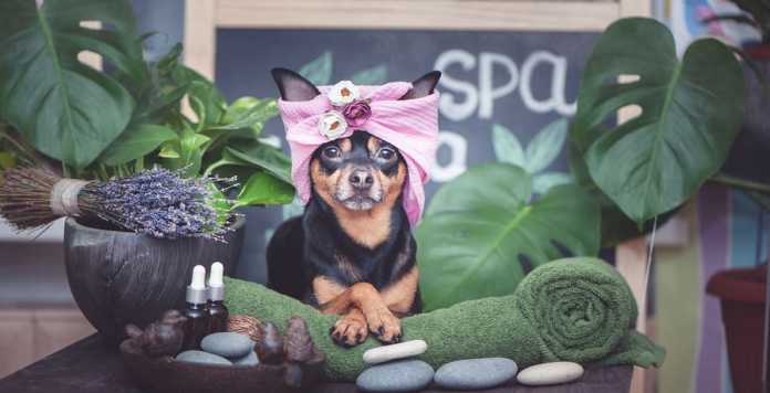 Best Pet Care Centres in Melbourne Best Pet Care Centres in Melbourne