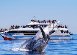 Brisbane Whale Watching