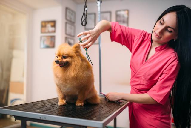 How long does it take to groom a dog? - Pawfect Spa