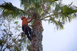 Perth Tree Service