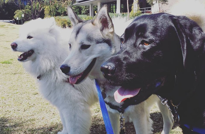 Puppy Playground Dog Daycare