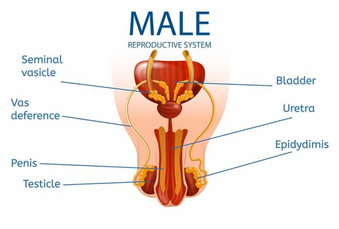 Best Urologists in Adelaide Best Urologists in Adelaide