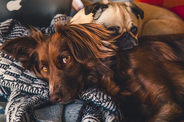 Adorable Doggies