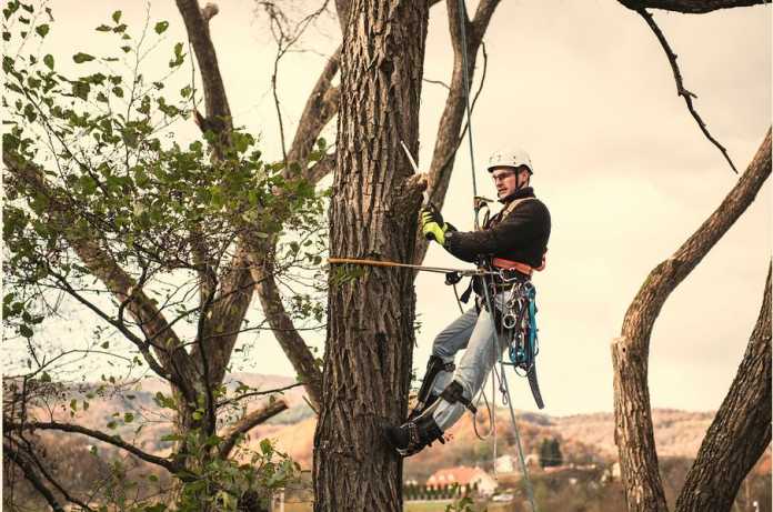 Best Arborists in Melbourne Best Arborists in Melbourne