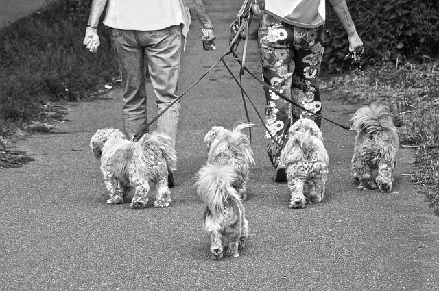 Best Dog Walkers in Brisbane