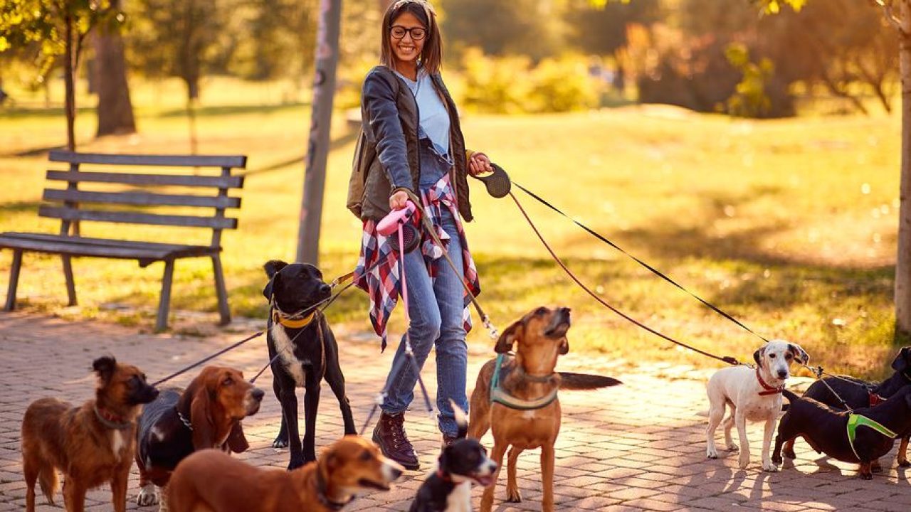 Professional dog walkers in London sound alarm over curbs on
