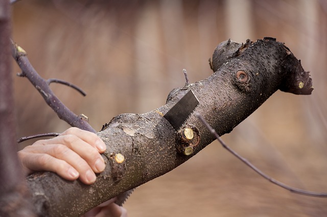 Best Tree Services in Adelaide