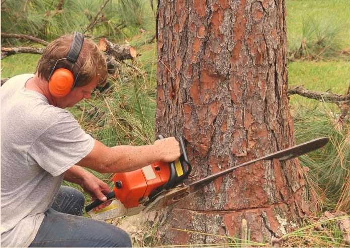 Best Tree Services in Melbourne Best Tree Services in Melbourne