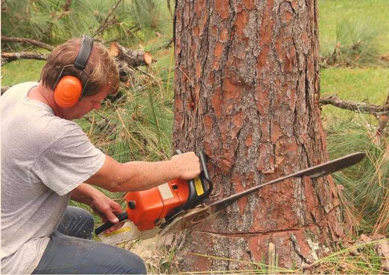 Best Tree Services in Melbourne