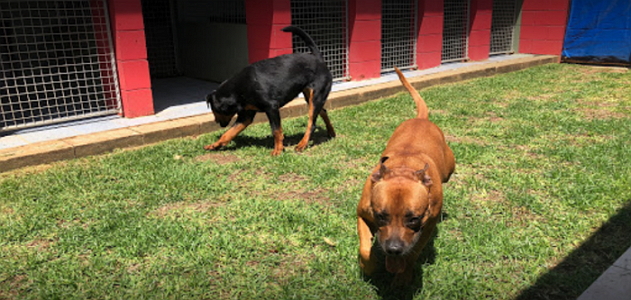 Coltrandi Pet Boarding & Training Centre