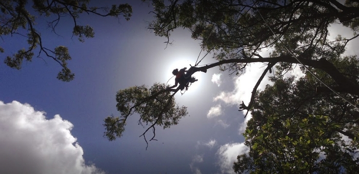 Tree Essence - Arborists & Tree Removals