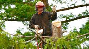 Tree Lopping Brisbane North