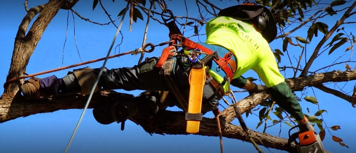 Treeline Tree Services