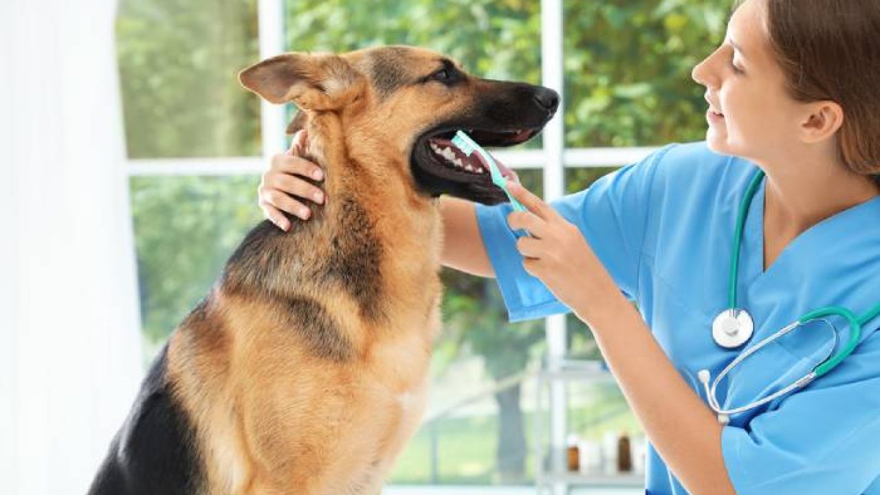 Best Pet Care Centres In Hobart