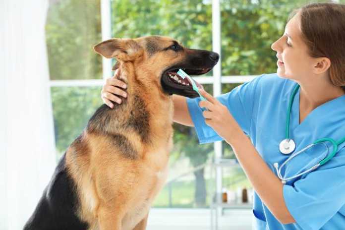 Best Pet Care Centres in Hobart