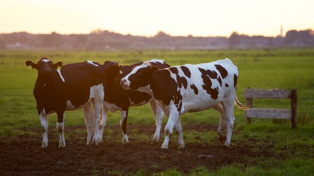 How does the modern dairy industry work?