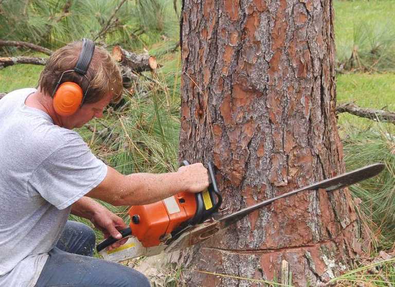 Best Tree Services in Hobart