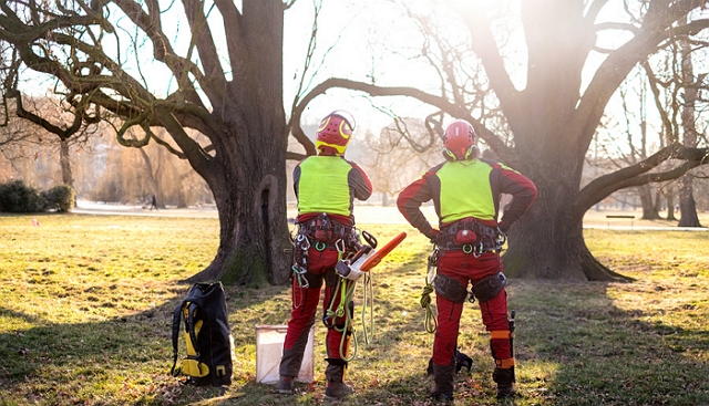 Arborists. Source: BS